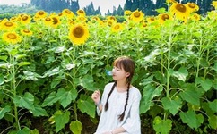 五元素音乐论坛